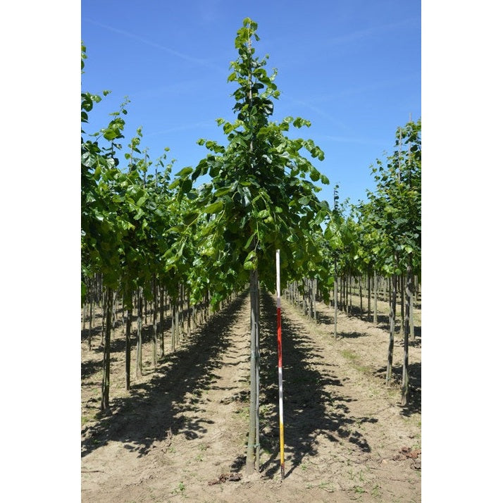 Parklind - Tilia europaea 'Euchlora' - Stammens omkrets 16-18 cm, höjd 3,5-4 meter, HS,